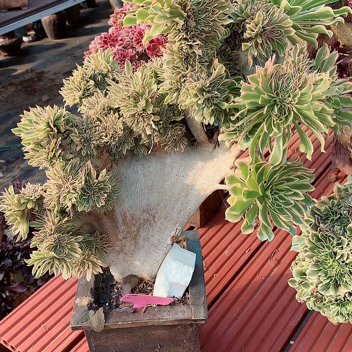 夕烟缀脱土发货啊