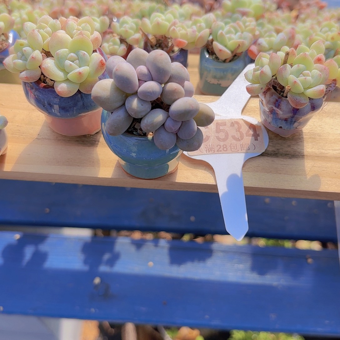 C534蛋黄奶一物一拍