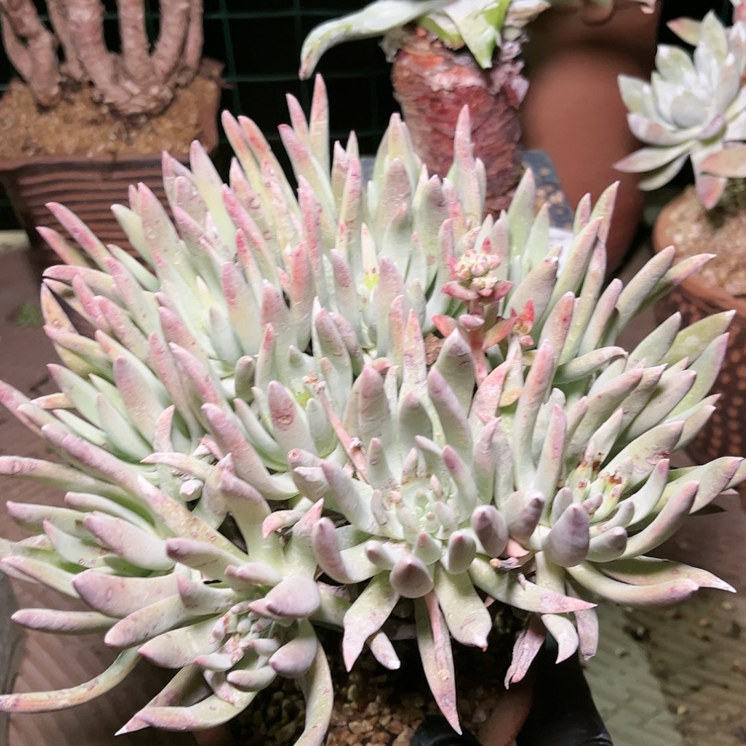 9173雪花仙女杯多肉