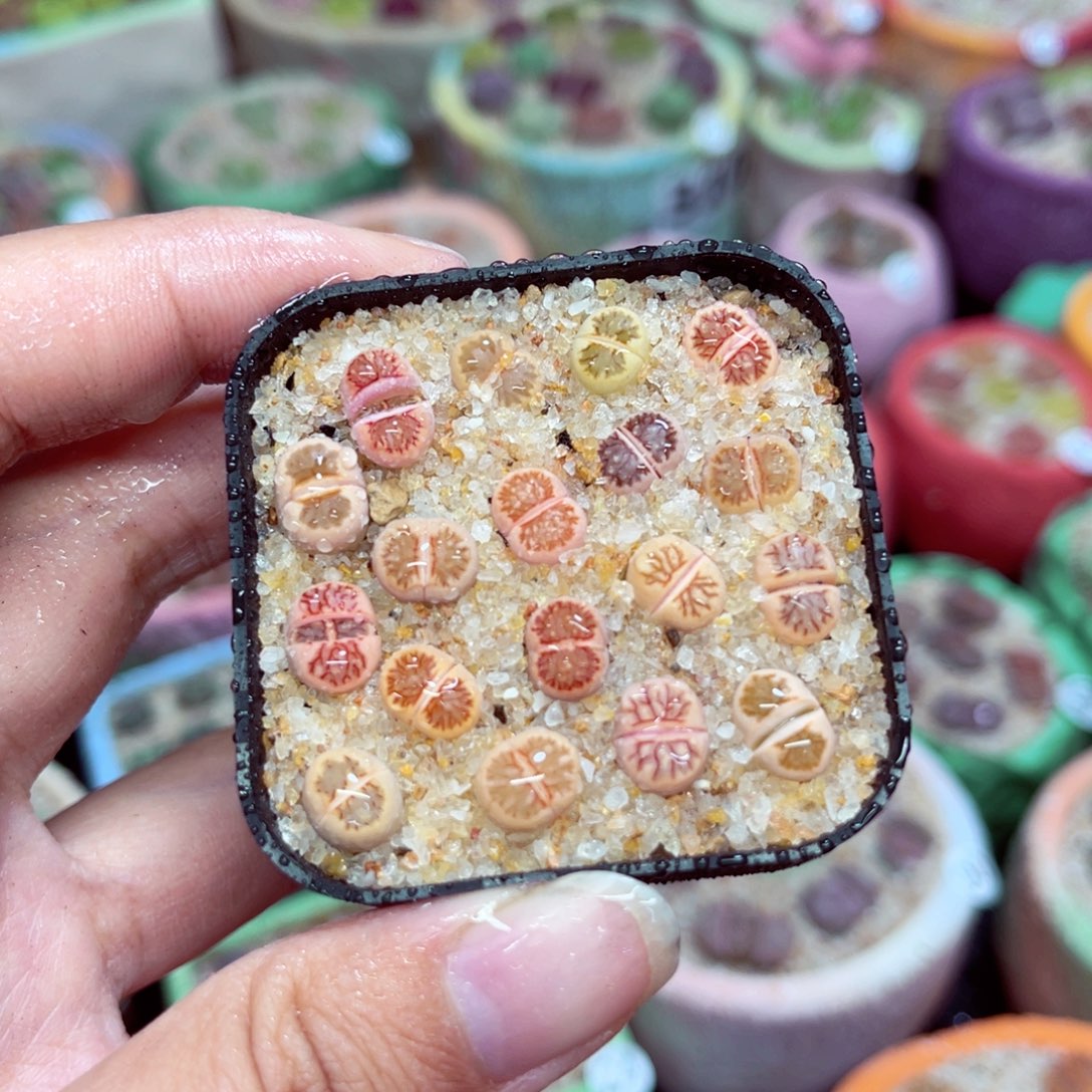 009。888888888888888