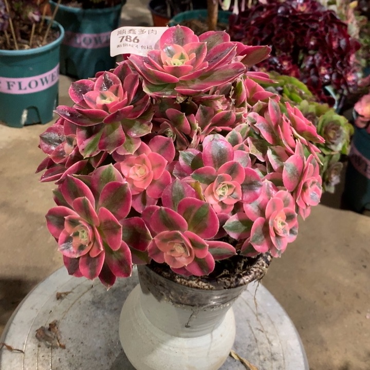 786粉女巫多肉植物