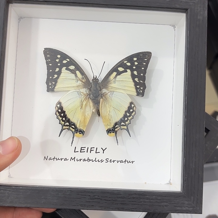 方框白底忘忧尾蝶