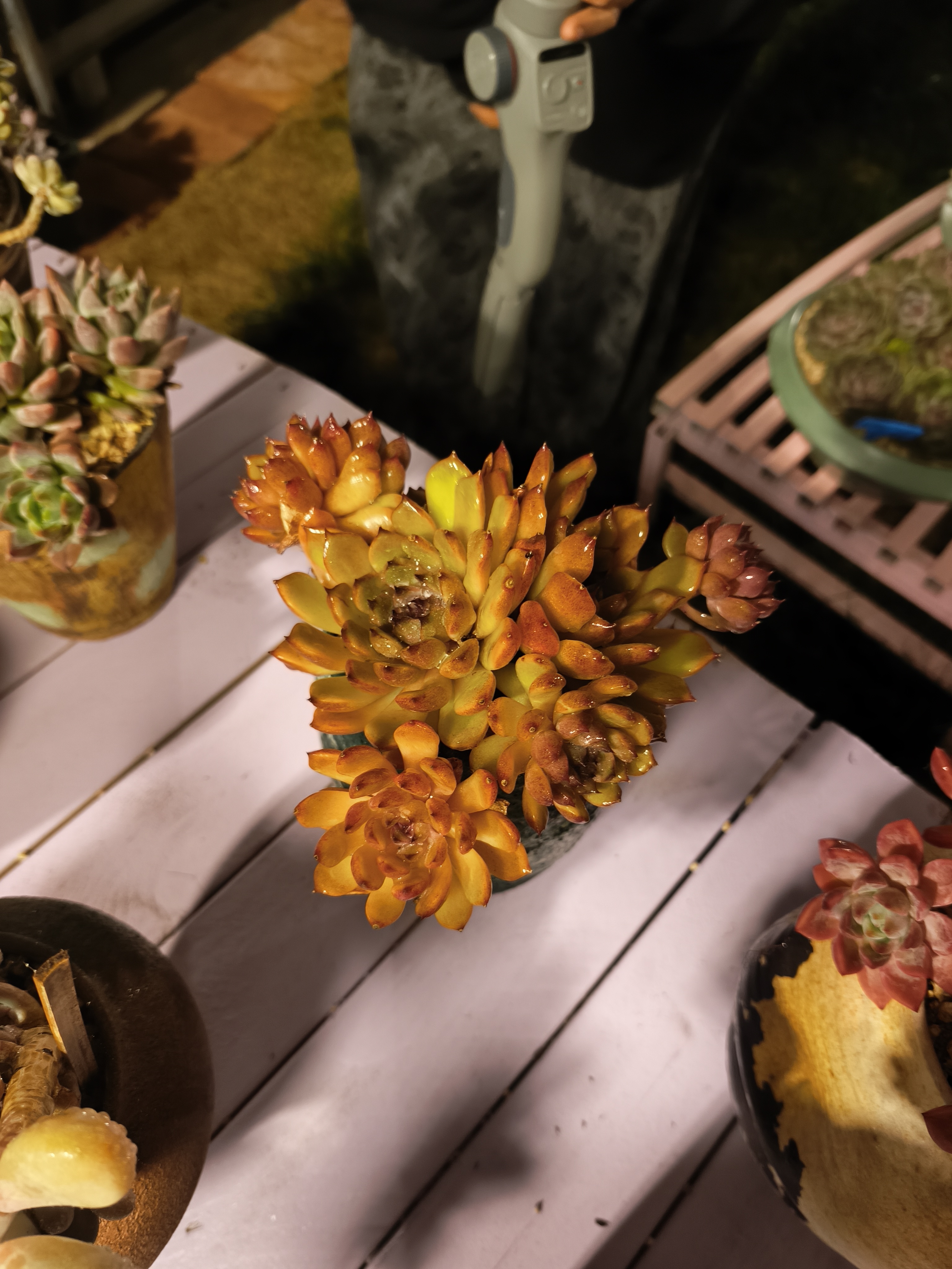 黄水晶不带盆多肉植物新手好养绿植适合室内阳台四季易活盆栽