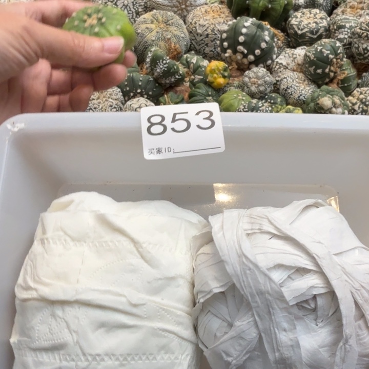 兜星球仙人球853号