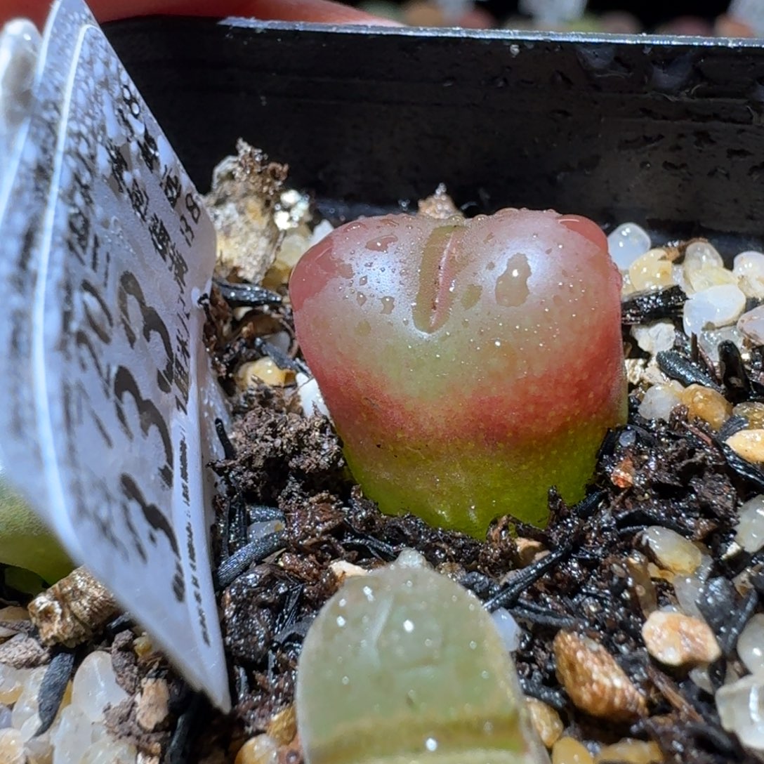 高品质货清清清333