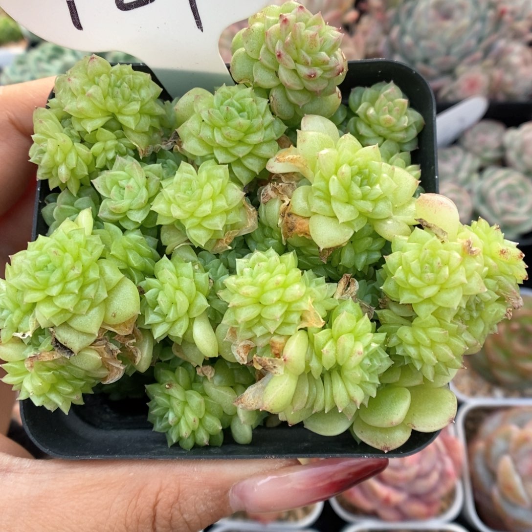 油透麦秆群生可拍927号 