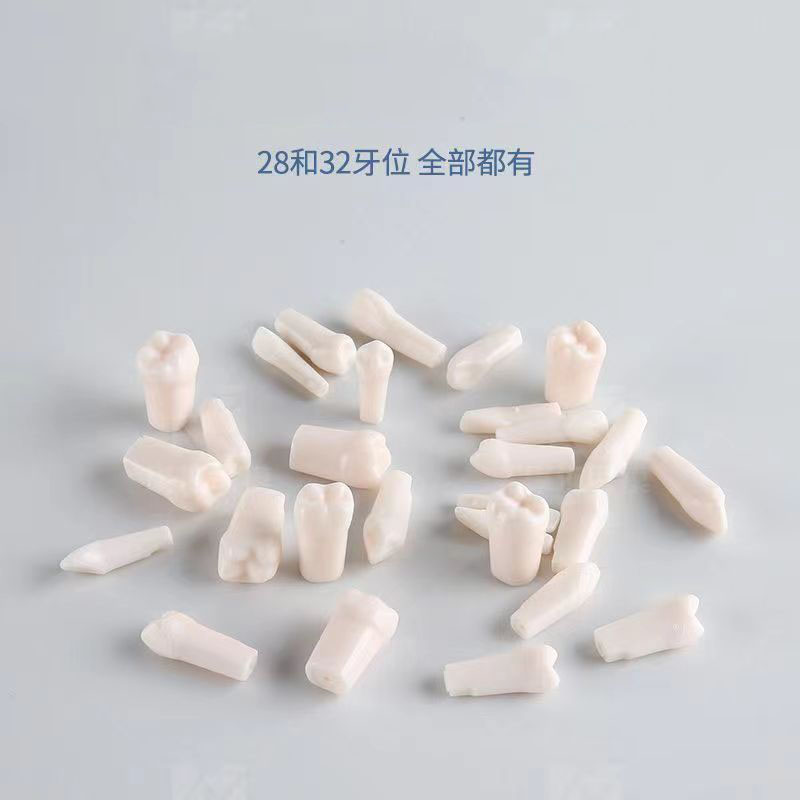 牙科口腔考试练习根管牙离体牙带髓腔开髓牙树脂牙备牙仿真牙粒