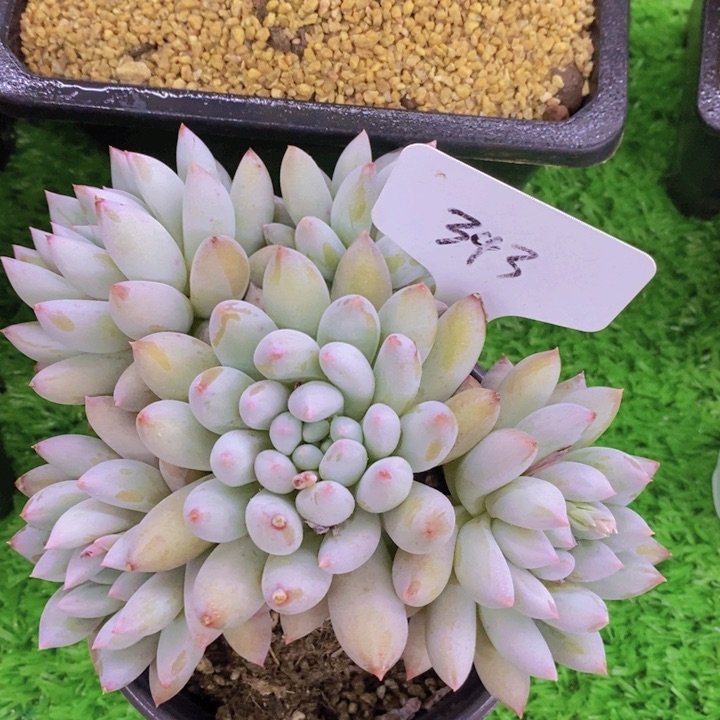 多肉植物，开心多肉