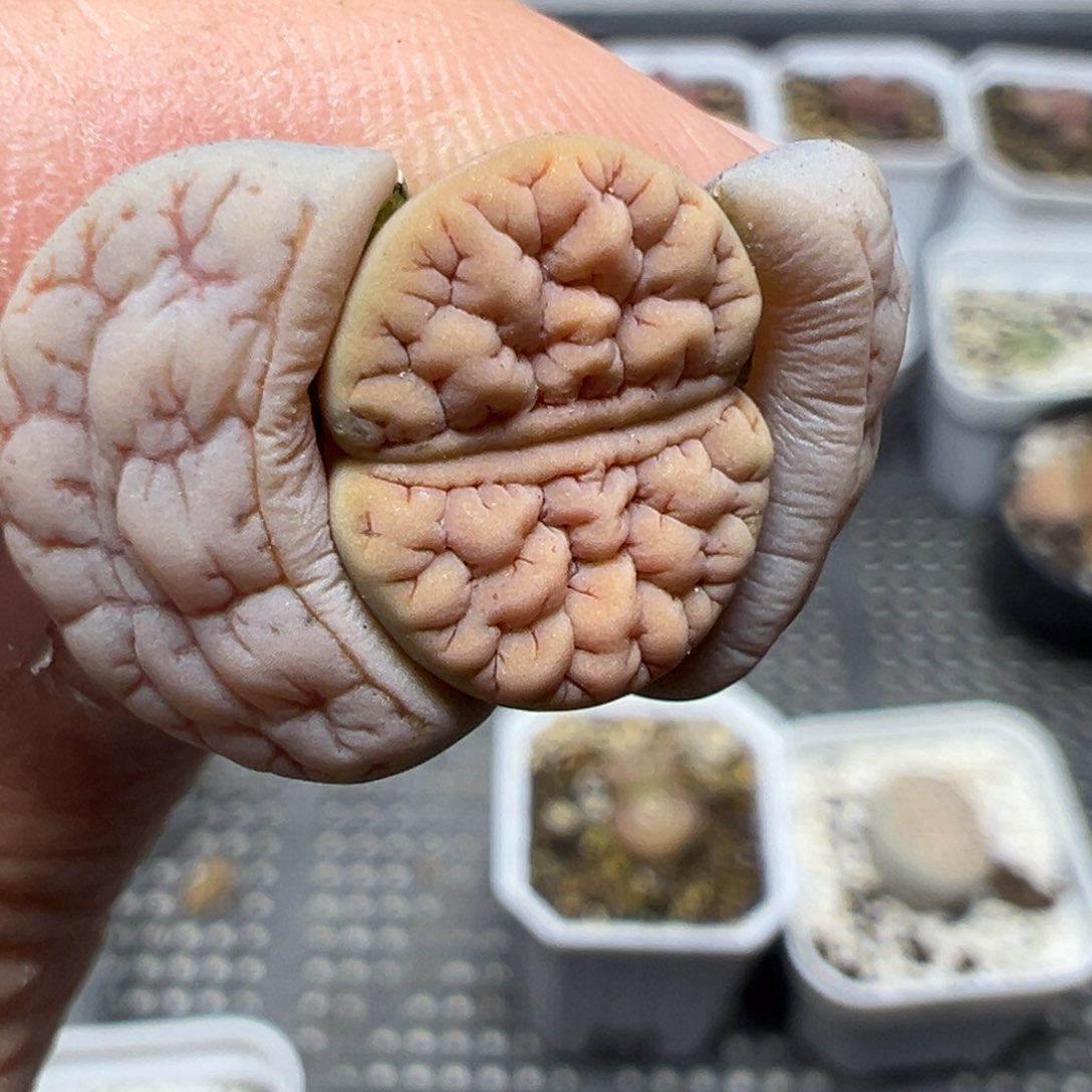 【闪购商品】165……