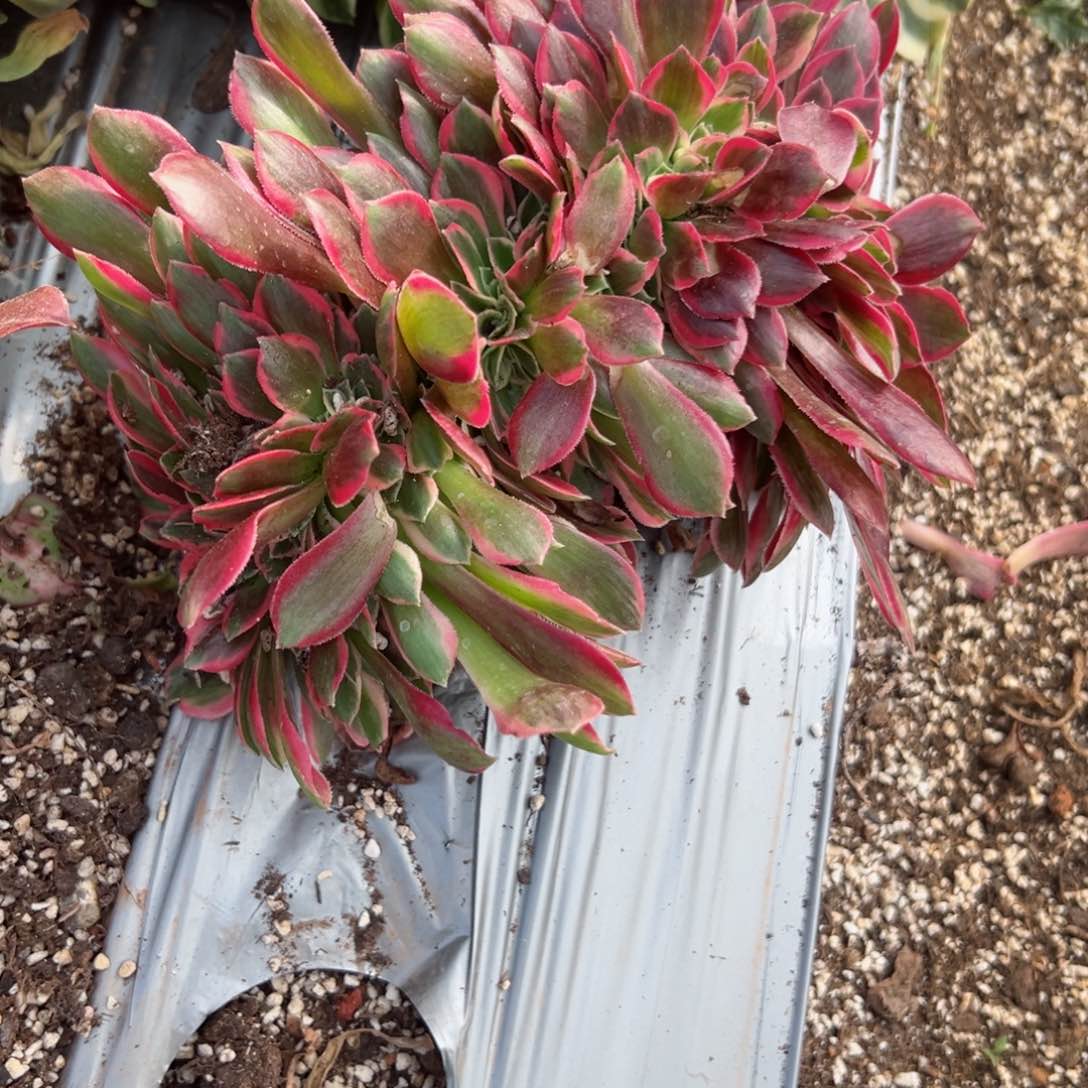 我7276 号多肉法师新年特价