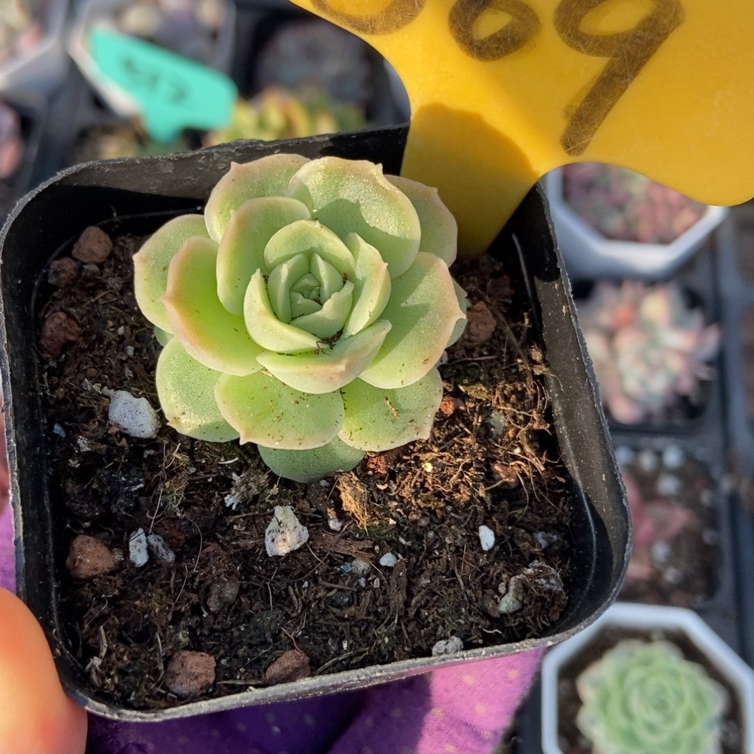 569虾饺多肉植物duorou