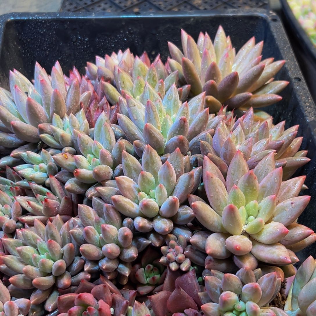 066多肉葡萄领导人物库资料