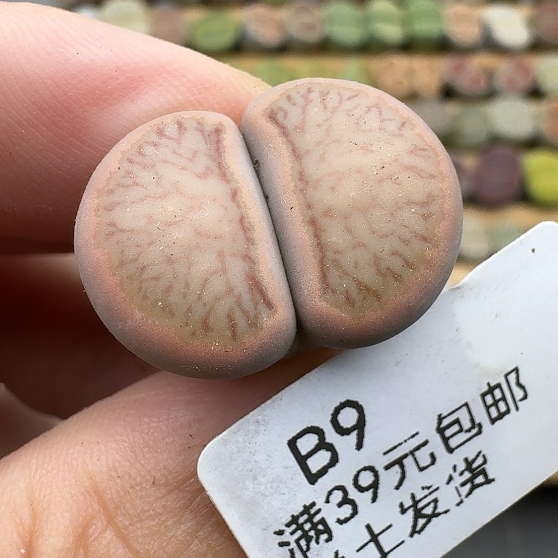 巨***笑9多肉哈哈哈哈哈哈哈哈