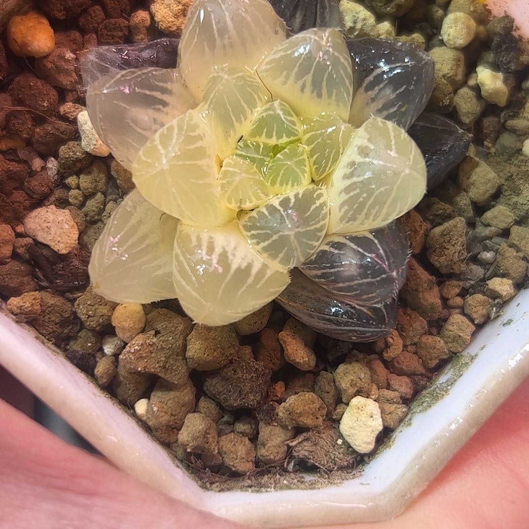 糊斑蓝镜锦十二卷多肉植物