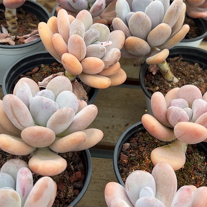   橙雪球     福利多多