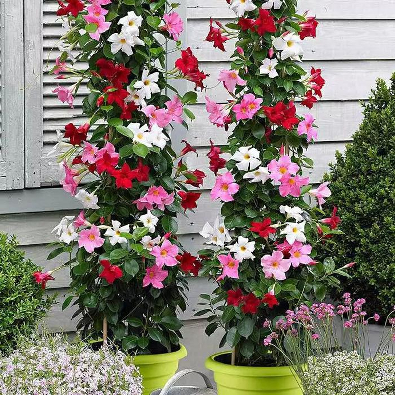 箐禾【飘香藤】木本多年生藤本花卉绿植盆栽容易养护