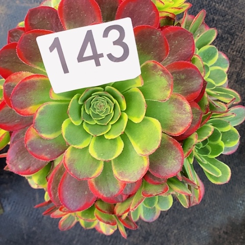 奶白143法师多肉