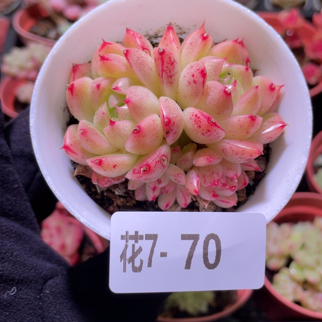 花利美7-70麦秆群
