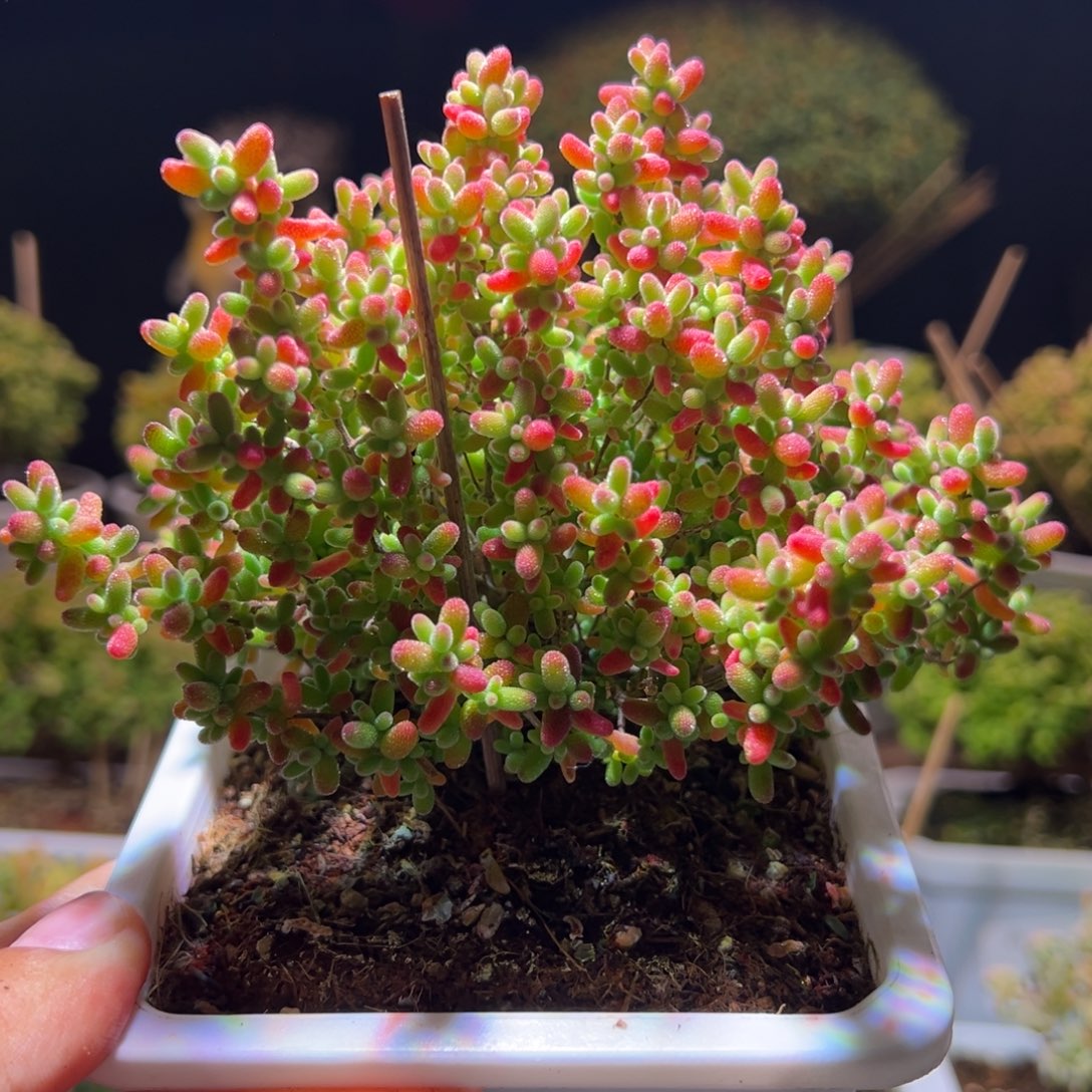 536蜜橘一物一拍带盆土发货