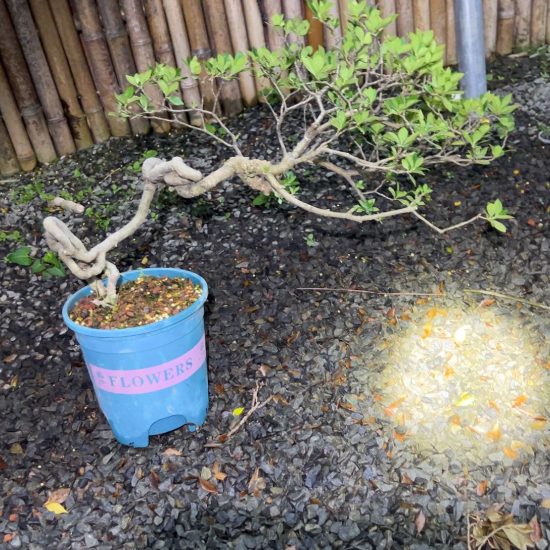 意***园无花朵栀子花盆景老桩