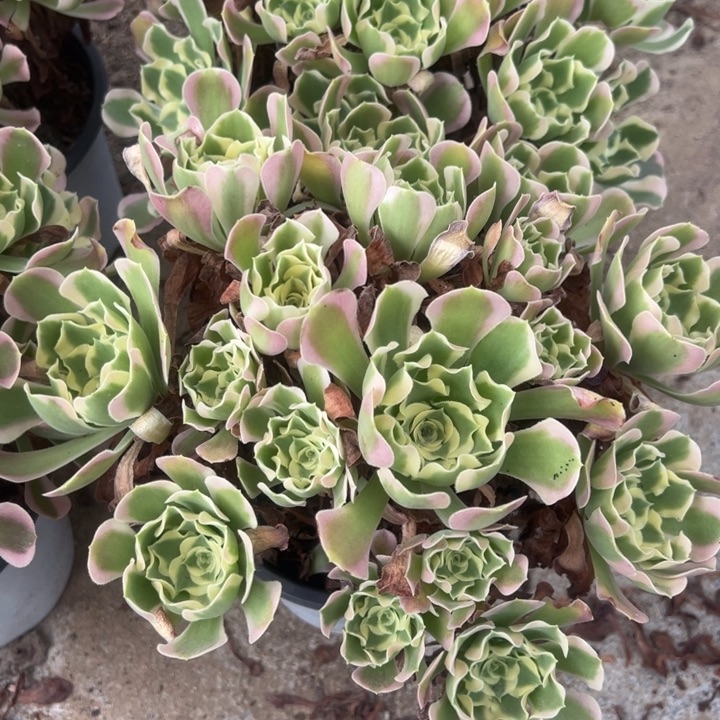 雨花石老桩量多肉植物上