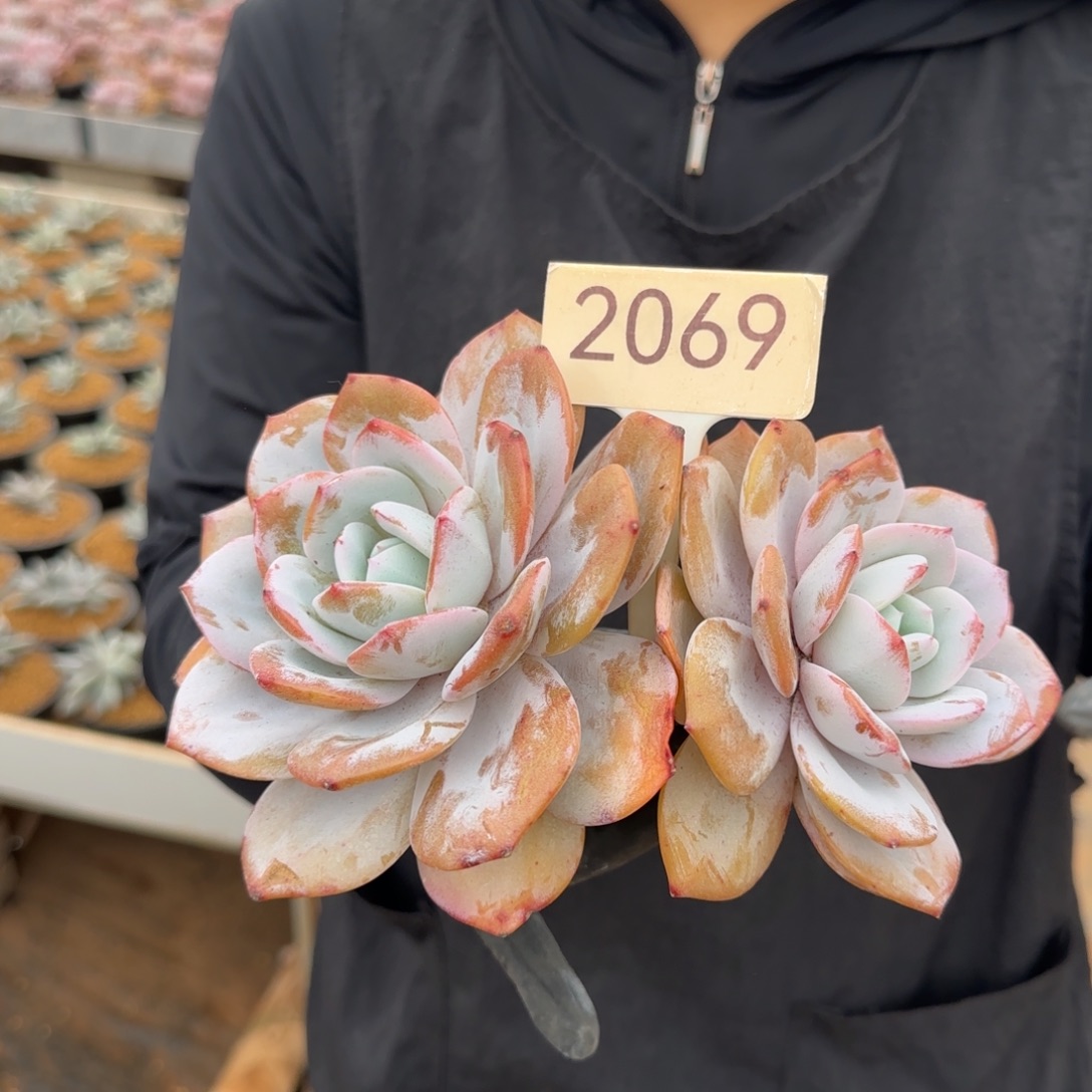 2069。      奶茶双头大粗腿