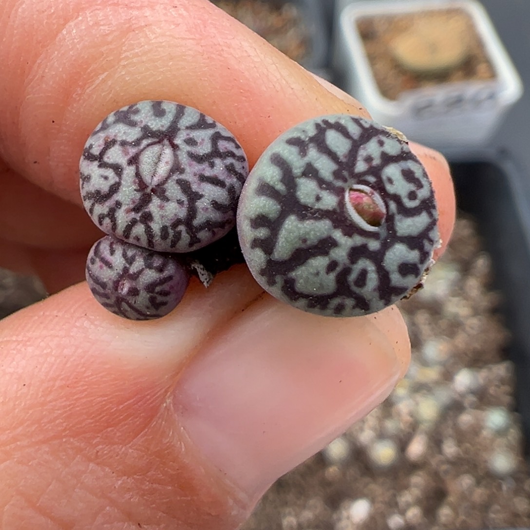 11.29好看的多肉脱土发货703