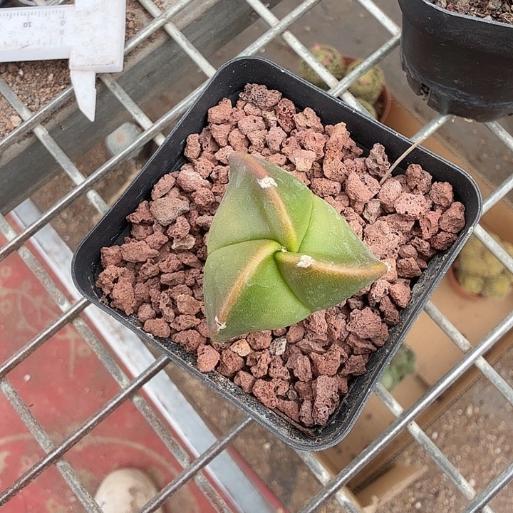 实生三角单头2仙人球