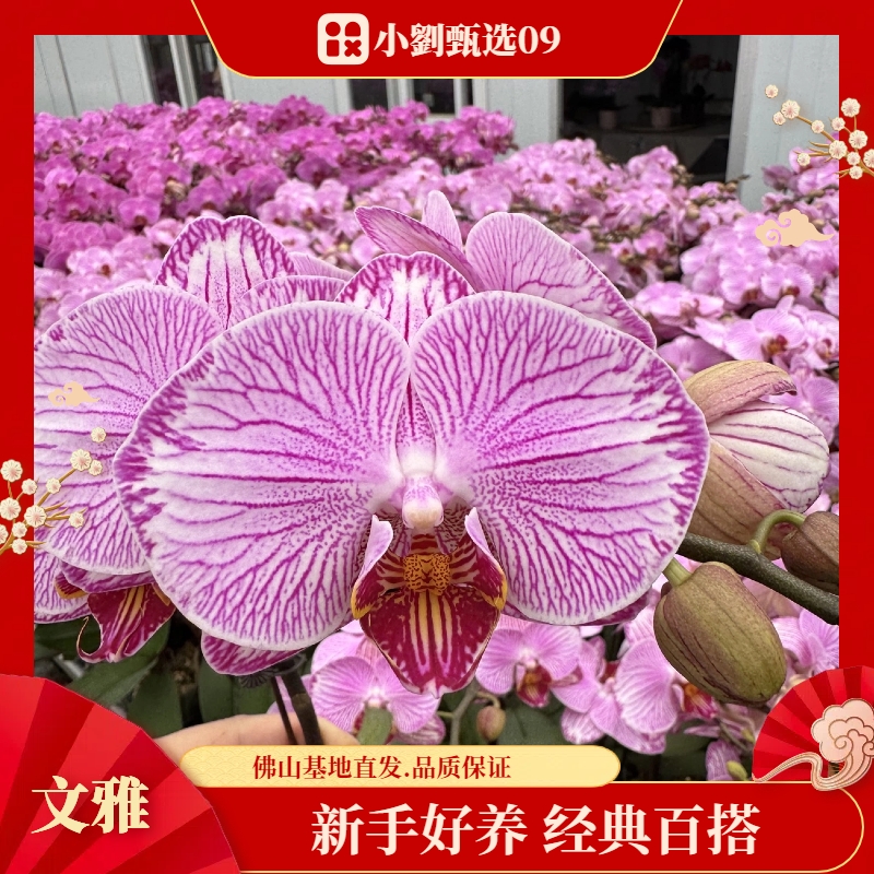 【文雅09】精美蝴蝶兰花卉盆栽佛山基地批发直播次日达