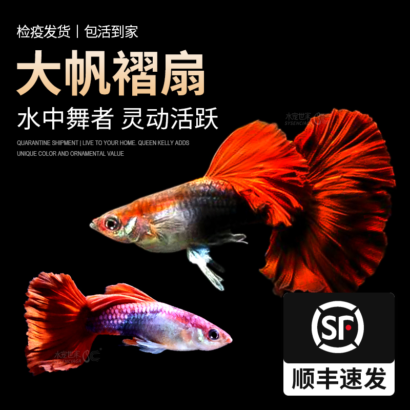 孔雀鱼大帆褶扇巴西褶扇纯种观赏鱼热带小型淡水耐活好养凤尾小鱼