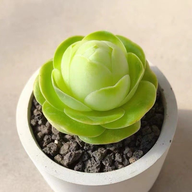 鸡蛋玫瑰10颗多肉植物带土球以直播间展示为准