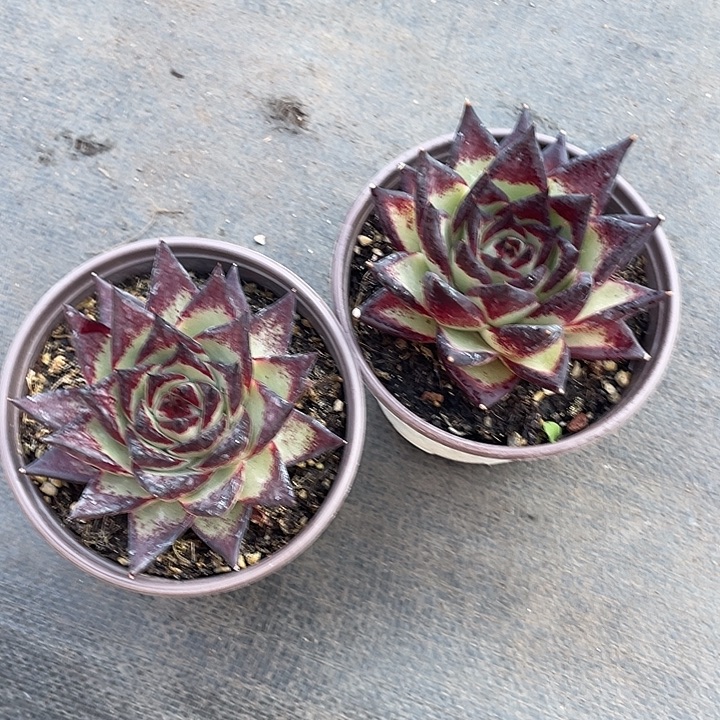 李***儿两个黑潭汁乌木带盆