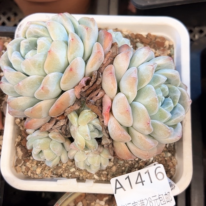 幸运的是我的朋友