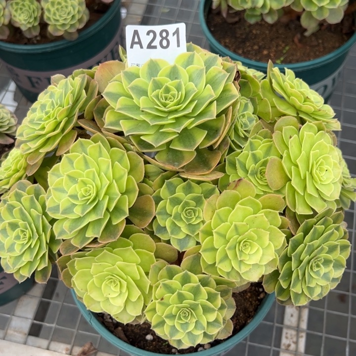 281雨荷25厘米左右