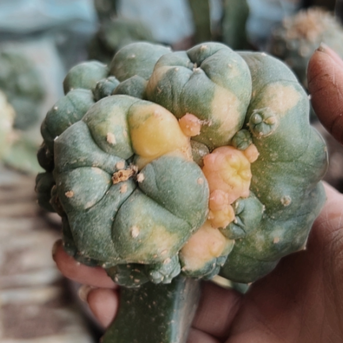 【闪购商品】3052海鲜锦无根