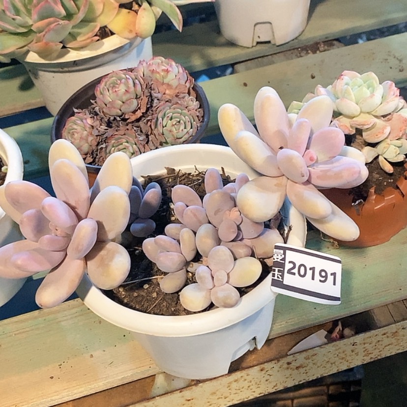 【闪购商品】鸡蛋奶20191