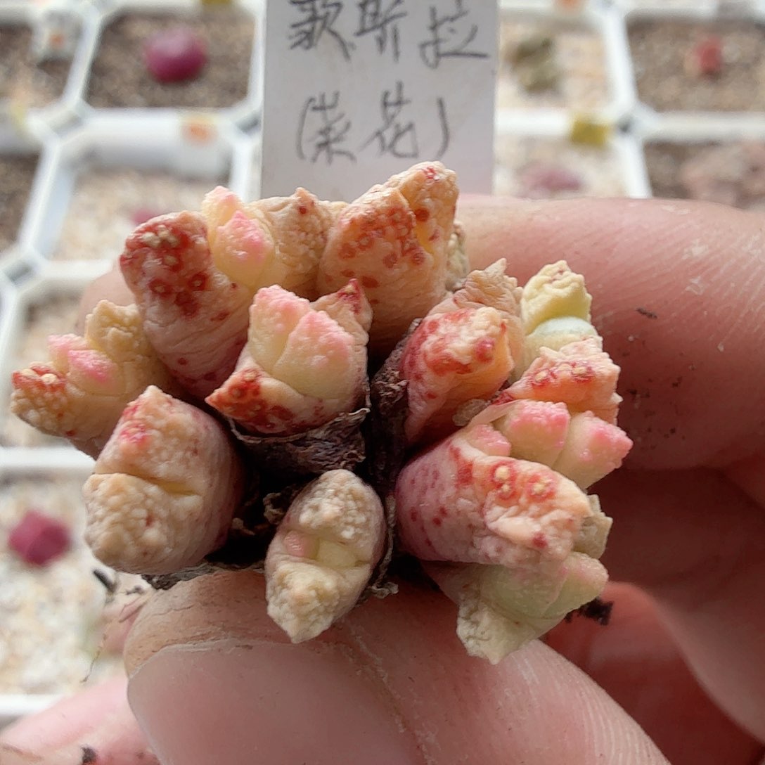 哥斯拉，多肉植物多肉植物