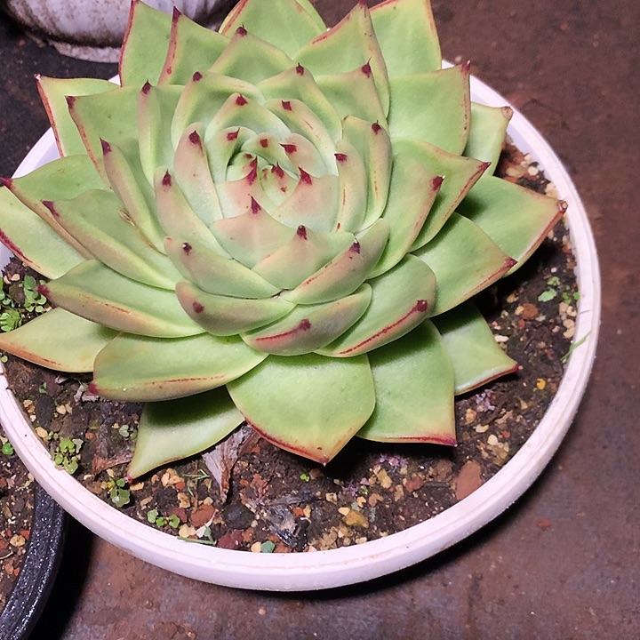 美肉特价活动开始啦