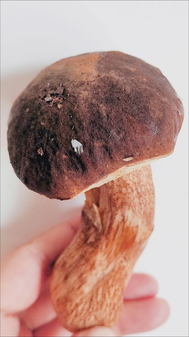 东北长白山美味牛肝菌大腿蘑菇