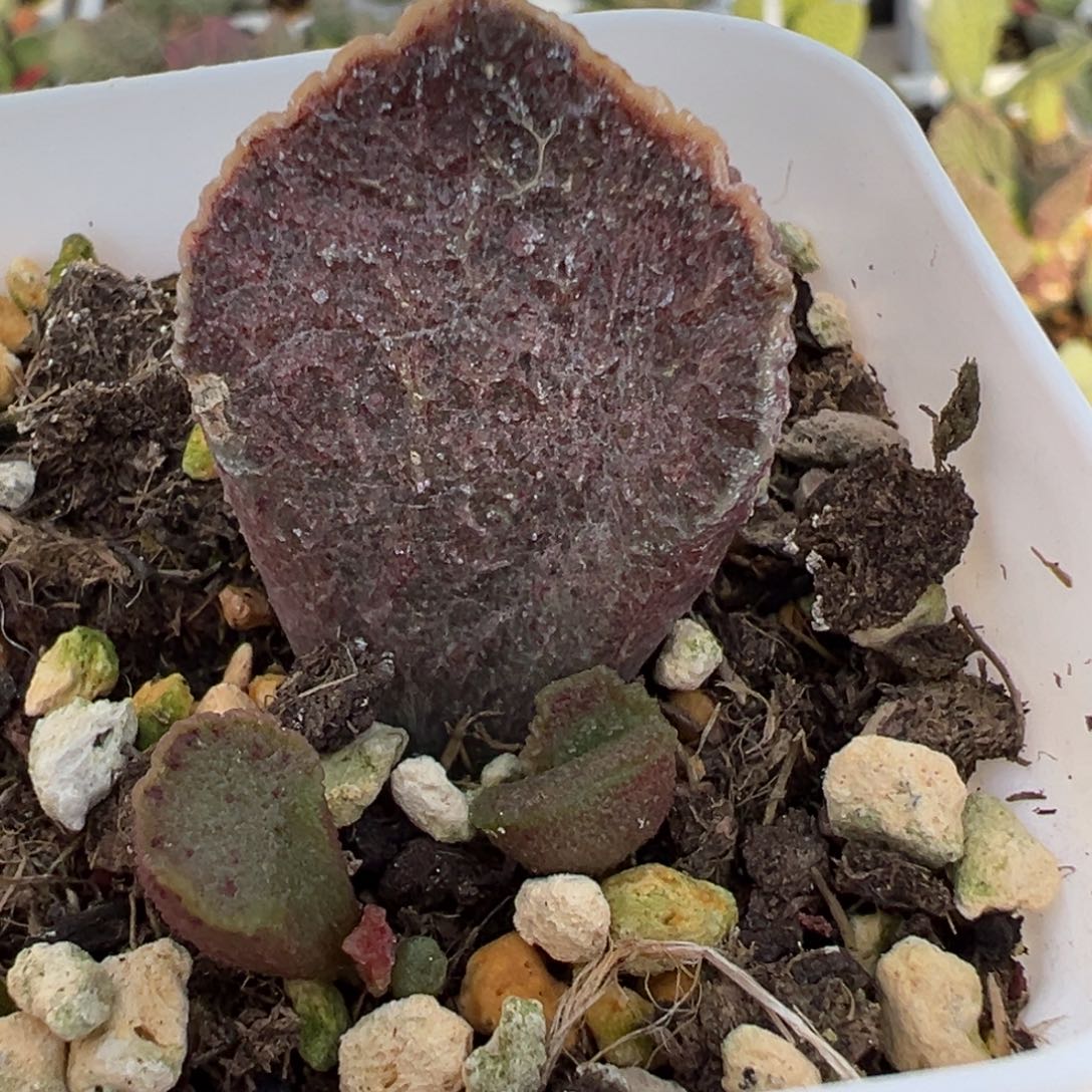 火凤凰大苗多肉植物水泡