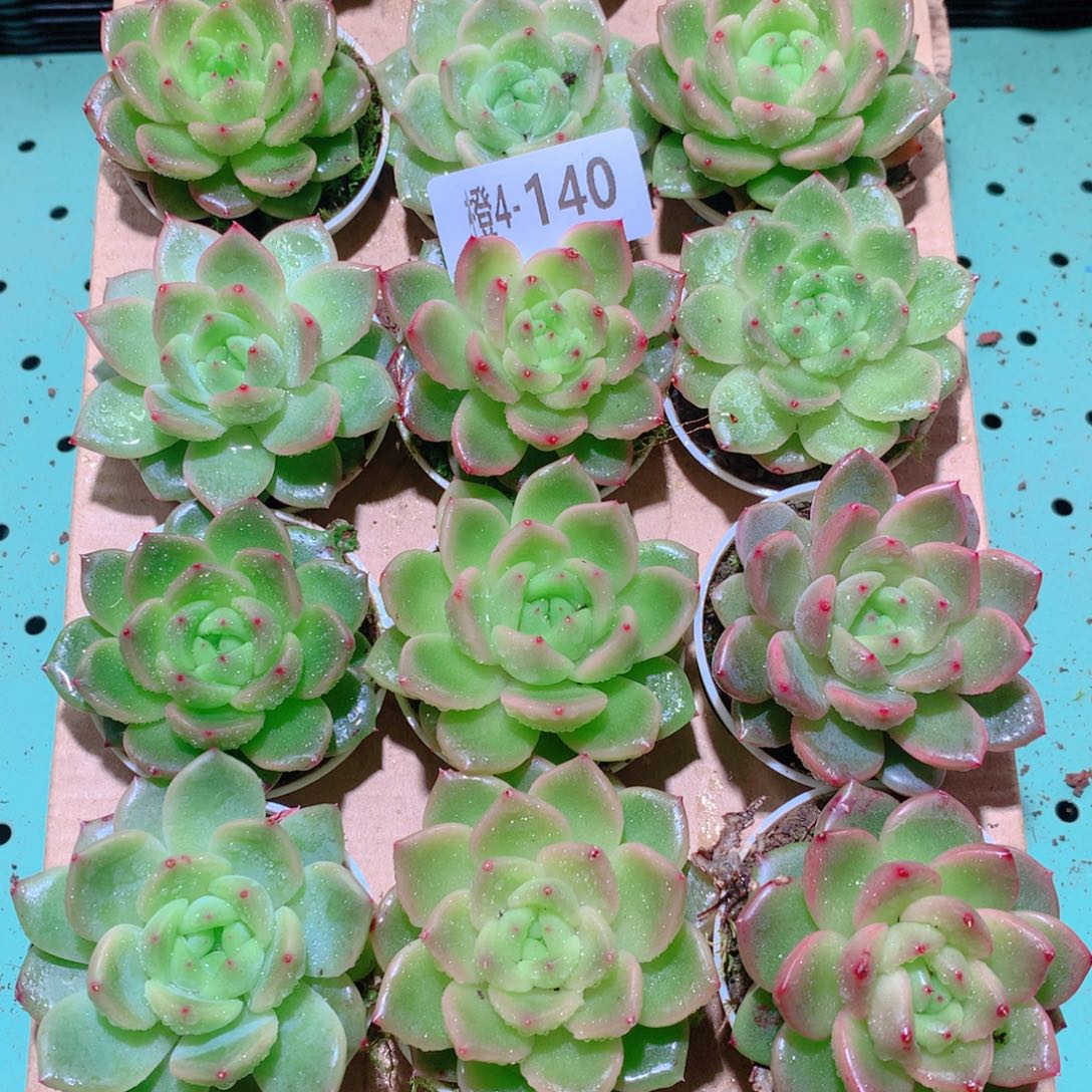 4-140一物一拍多肉带盆18颗