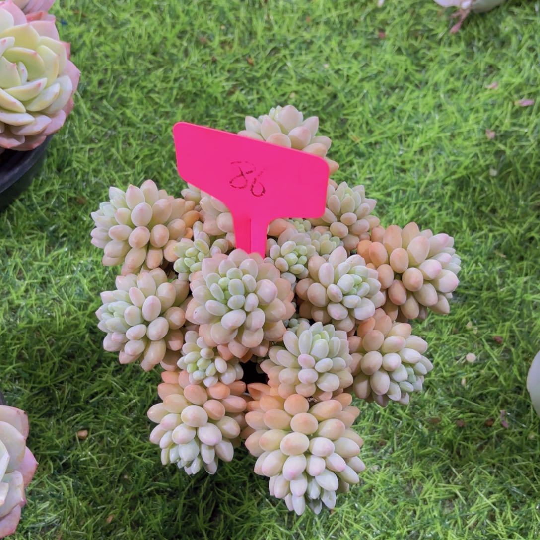 我的小可爱们都好可爱