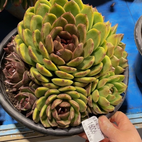 海*黑曼巴16006多肉