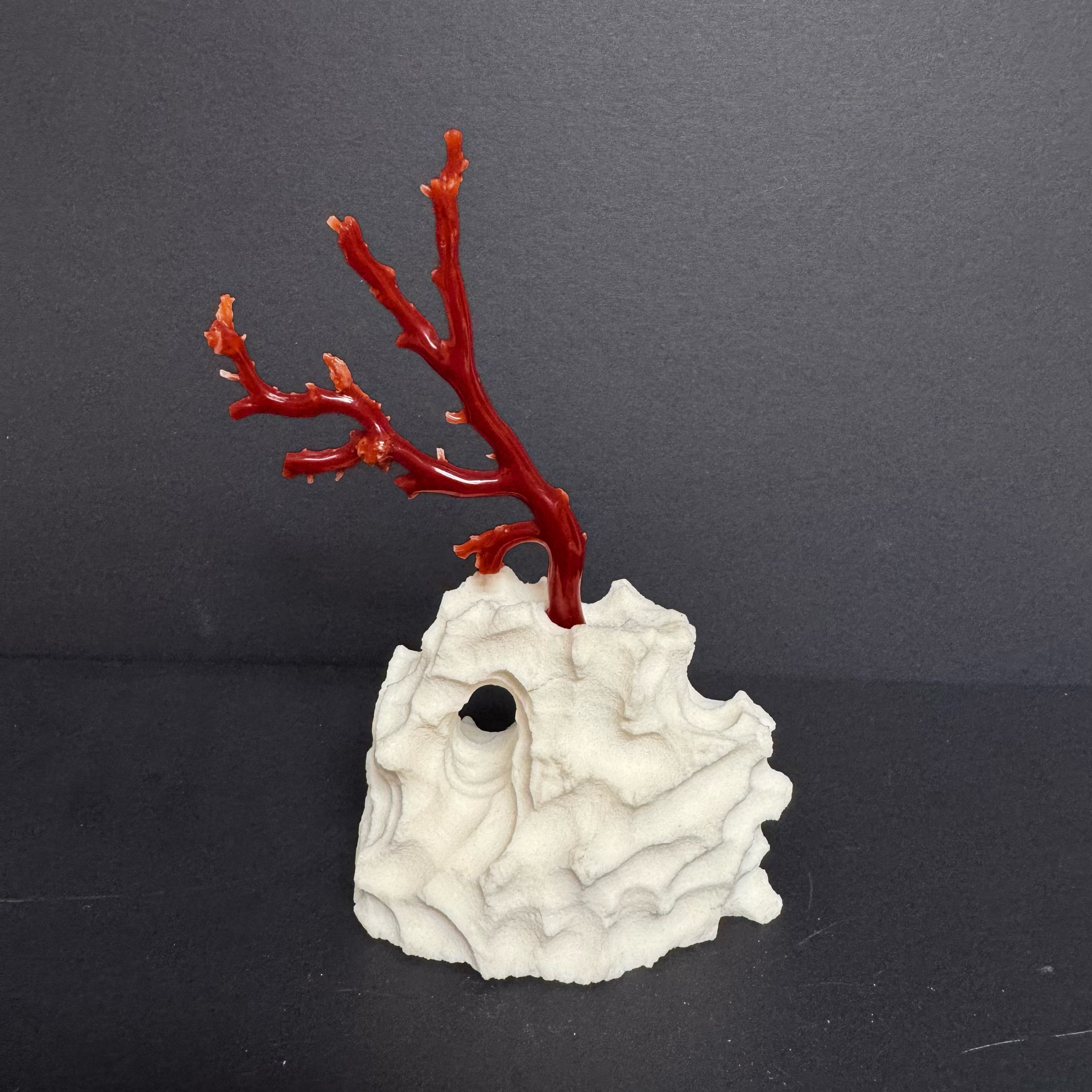 阿卡树9.81g/-24033