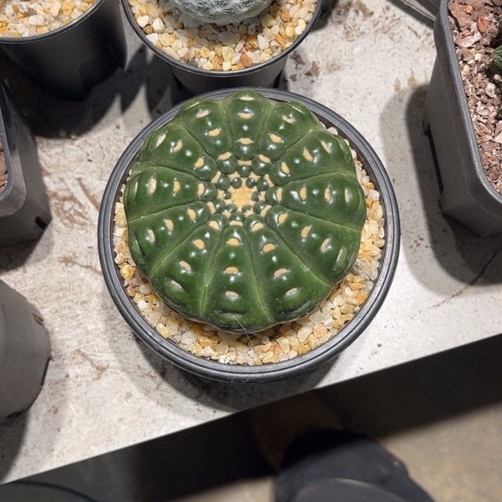 杉***比实生仙人球特价一颗