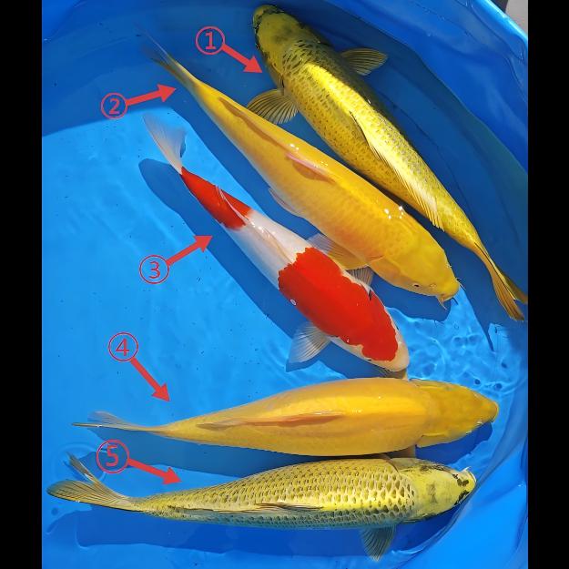 鲤物甄选  血统精品锦鲤 盆照编号自选 顺丰包邮到家 40-45CM