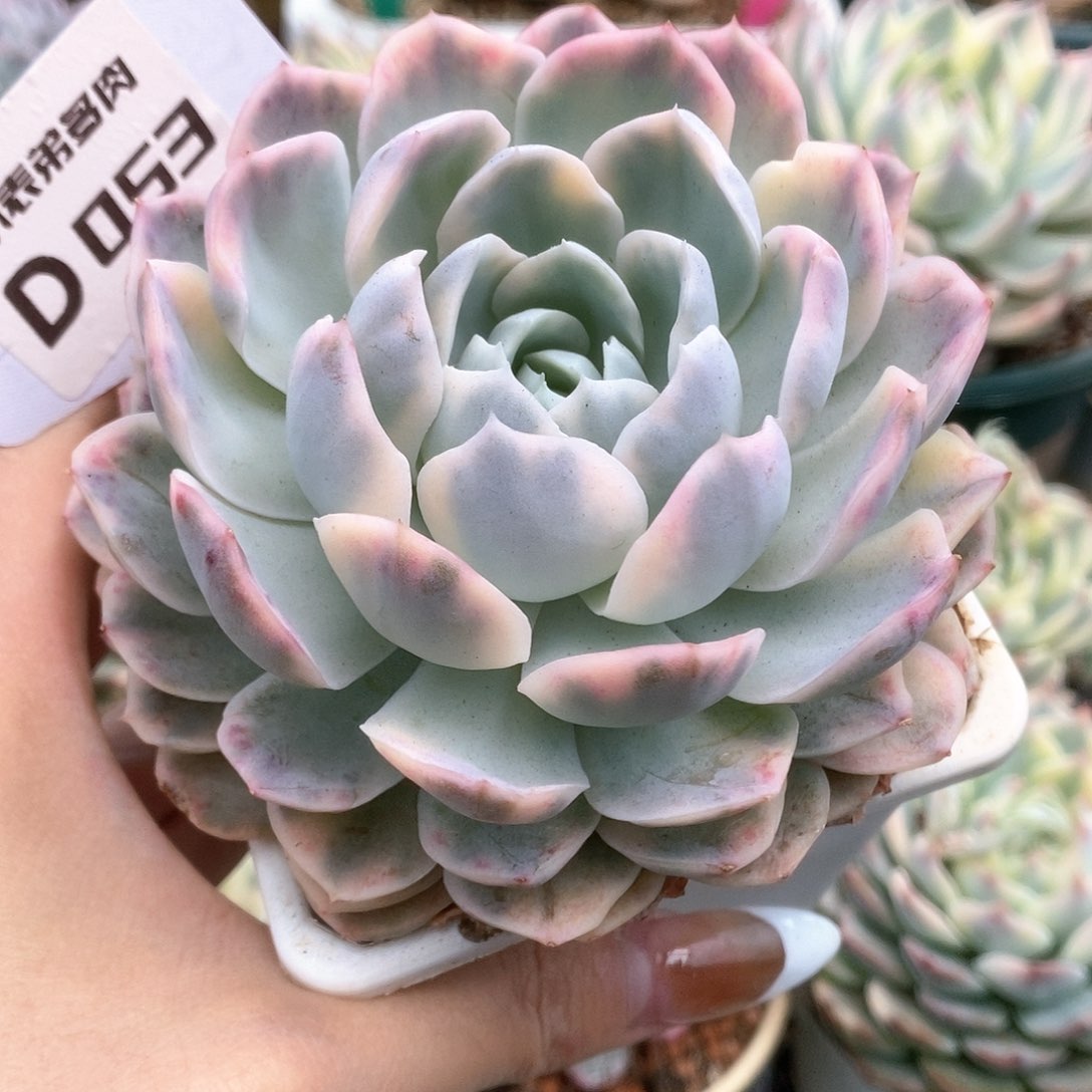 053雪球锦锦锦锦锦锦锦