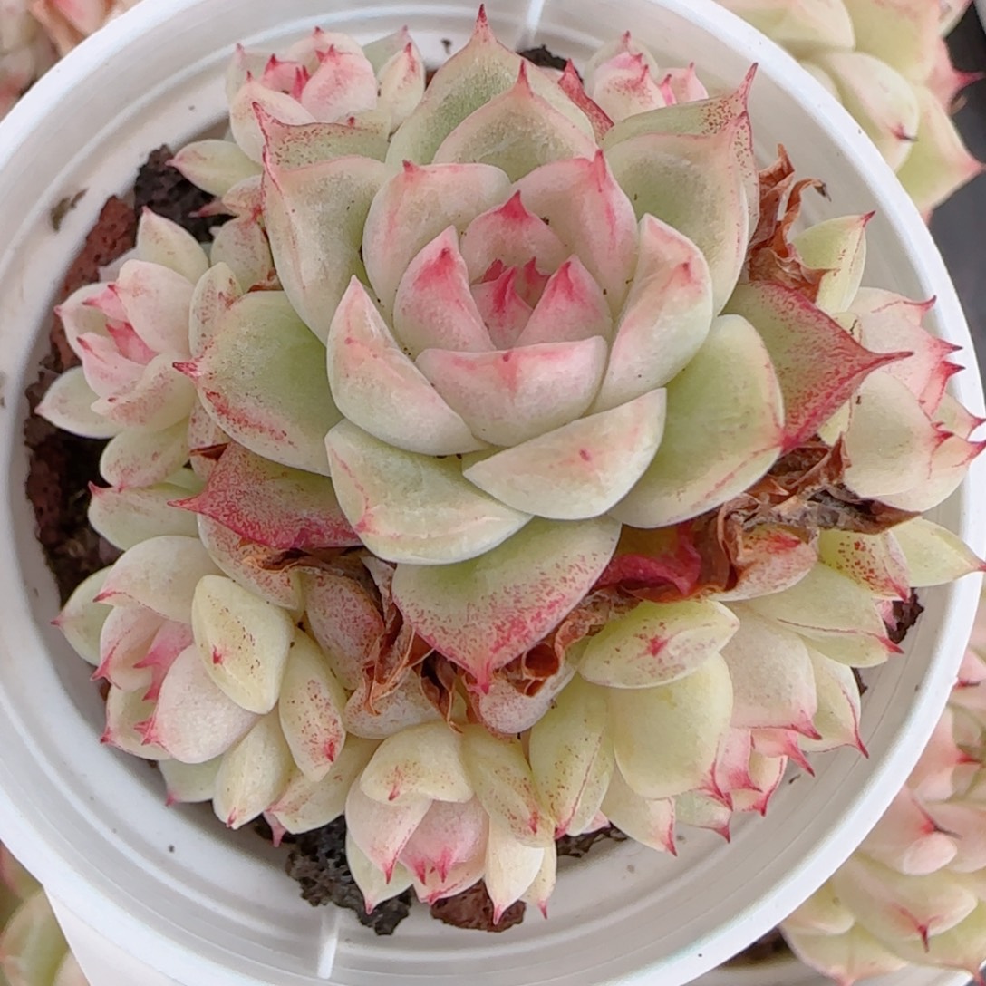 露***么花语多肉1230-97散