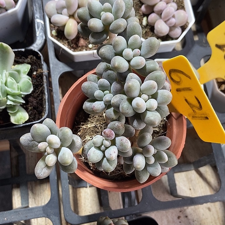 多肉植物樱花奶6121