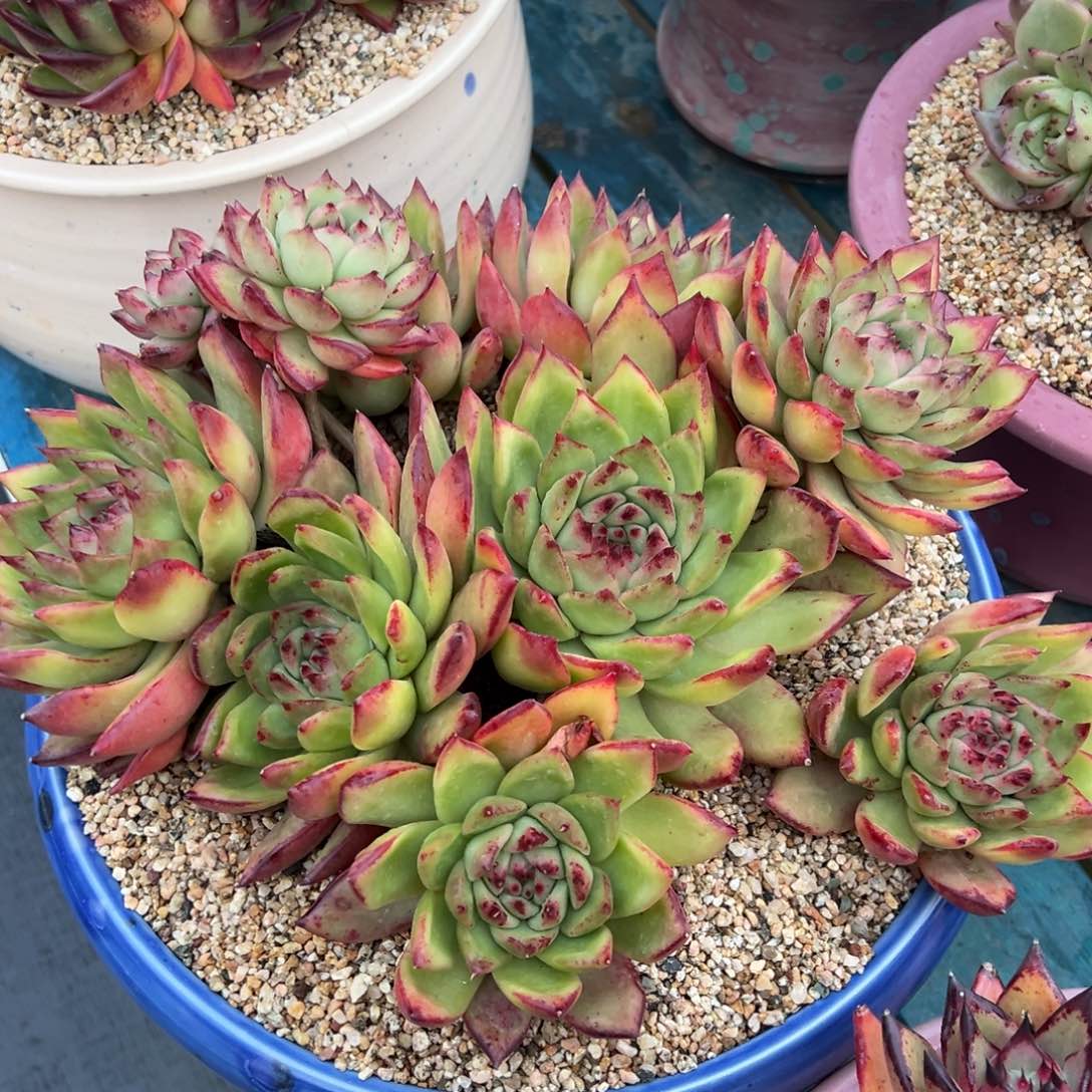 从前慢多肉精选编号0110.8889